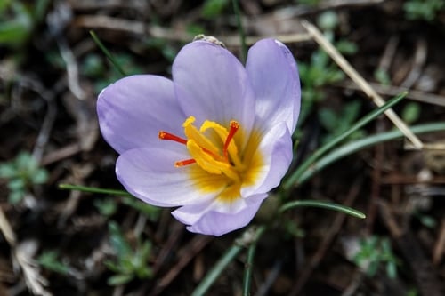 Crocus thomasii