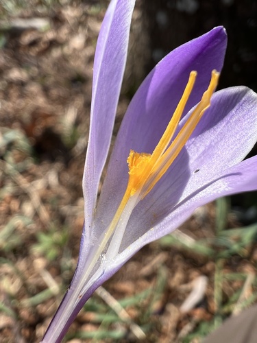 Crocus vernus — photo