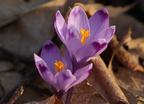 Crocus vernus