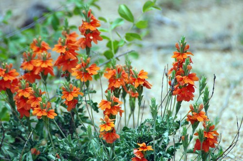 Crossandra mucronata — photo