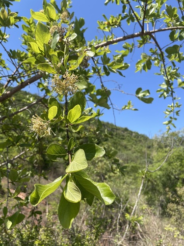 Crossopteryx febrifuga — photo