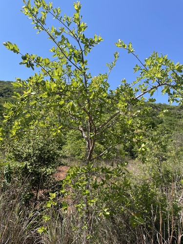 Crossopteryx febrifuga — photo