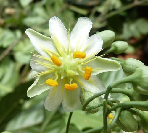 Crossostemma laurifolium