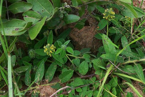 Crotalaria anthyllopsis (Jandalala) — photo