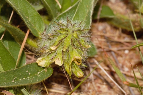 Crotalaria anthyllopsis