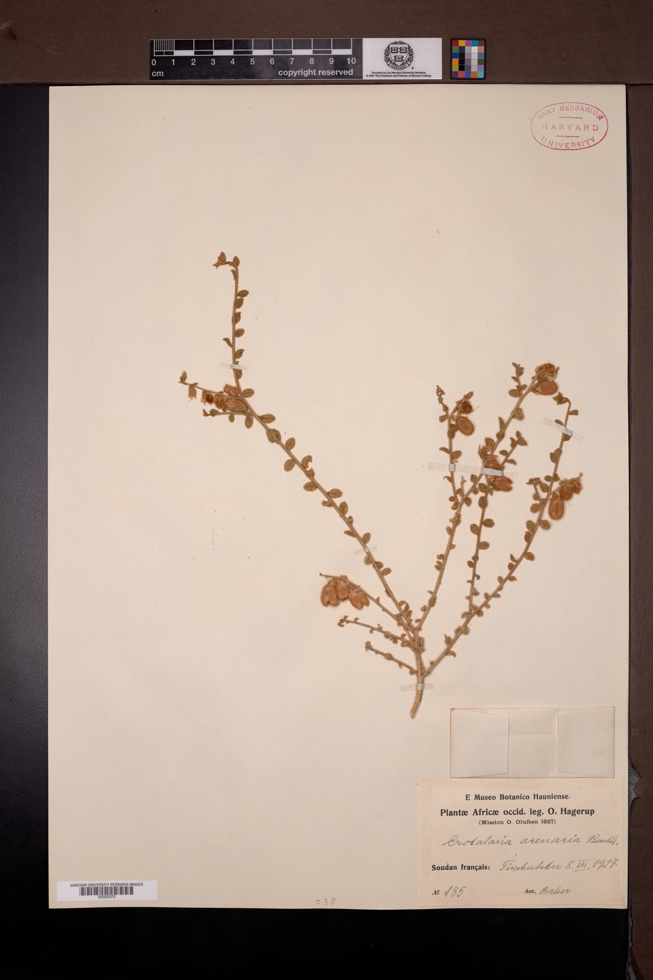Crotalaria arenaria