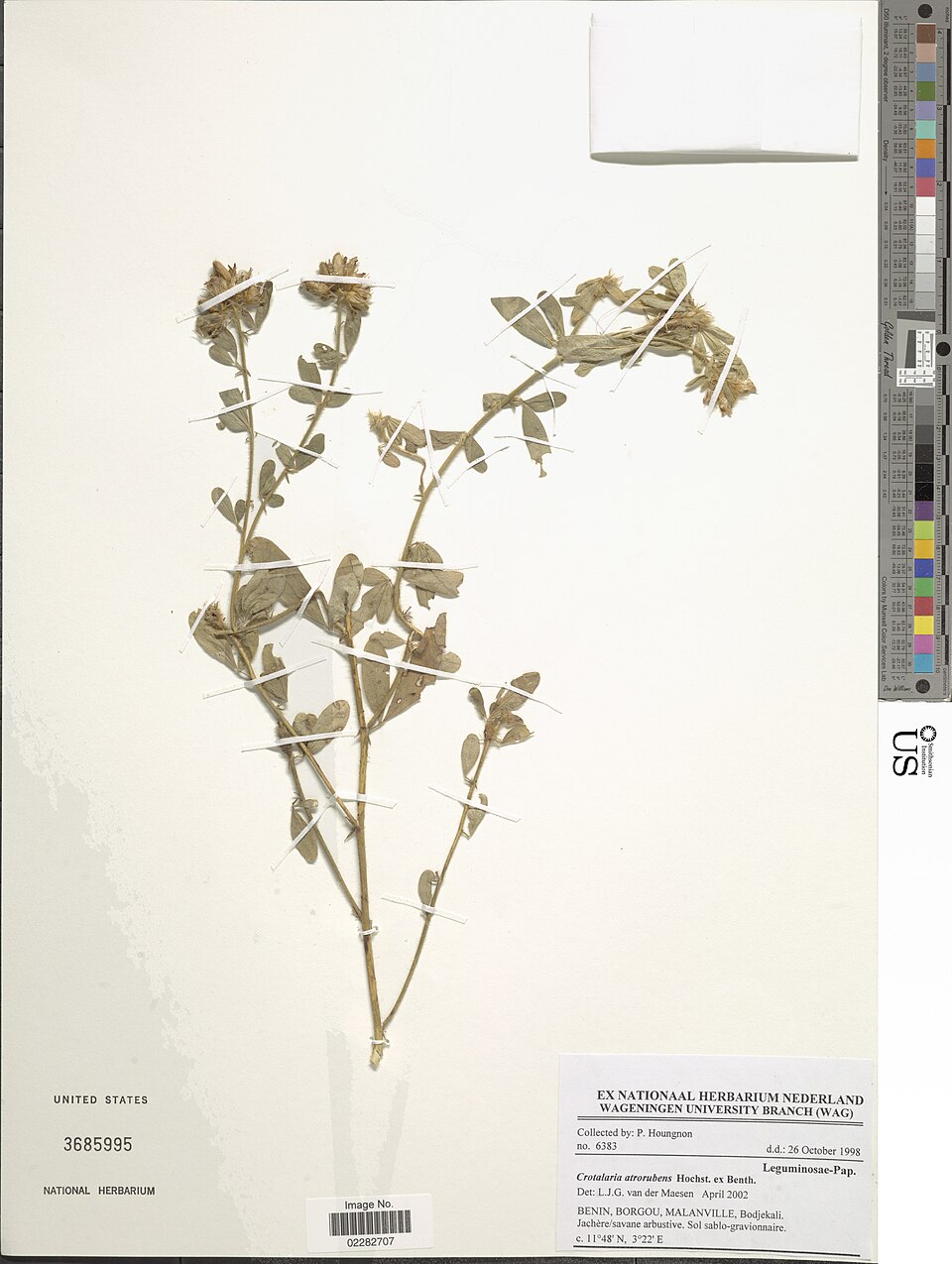 Crotalaria atrorubens