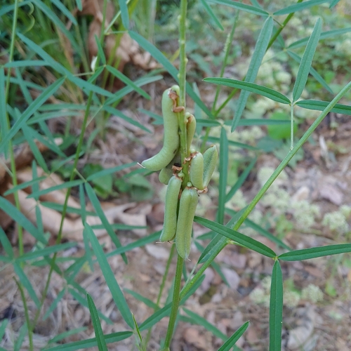 Crotalaria brevidens var. parviflora — photo