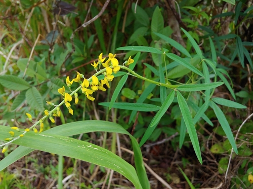 Crotalaria brevidens var. parviflora