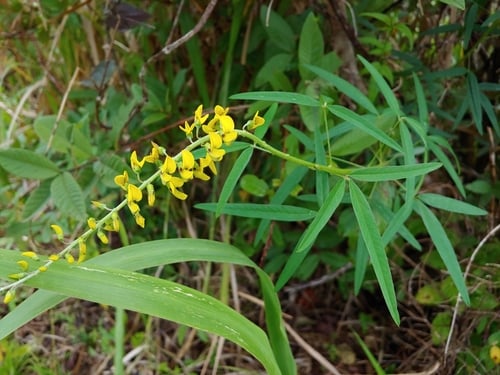 Crotalaria brevidens