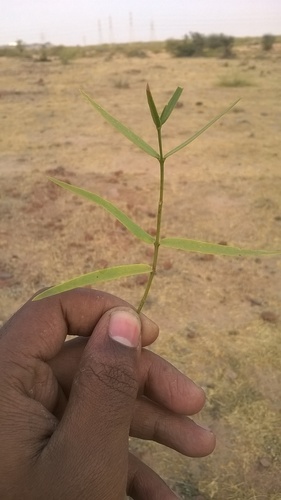 Crotalaria burhia — photo
