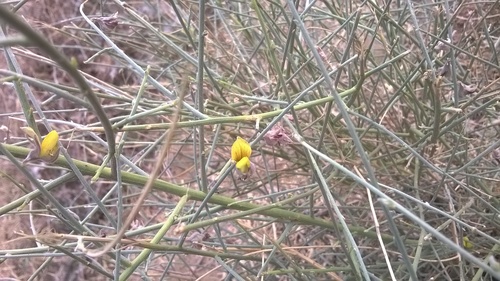 Crotalaria burhia