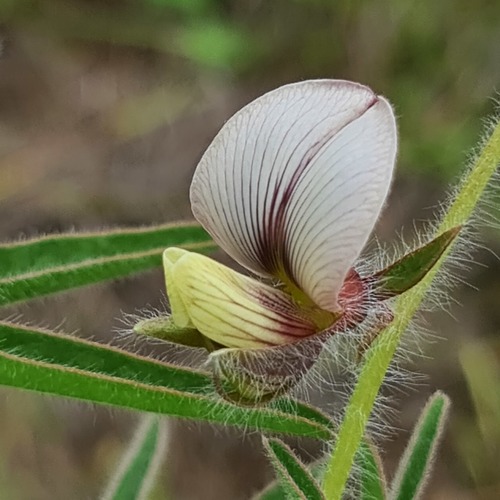 Crotalaria burkeana — photo