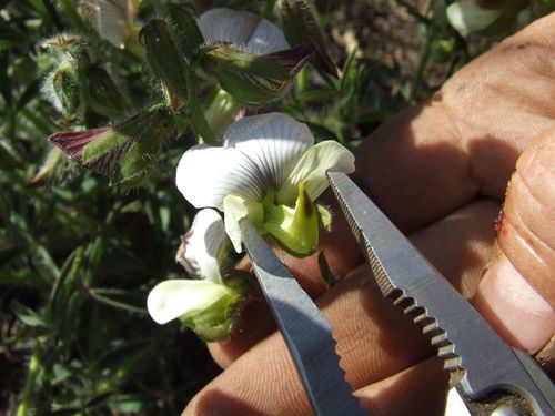 Crotalaria burkeana