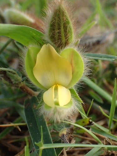 Crotalaria calycina