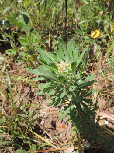 Crotalaria cephalotes