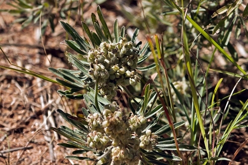 Crotalaria cephalotes — photo