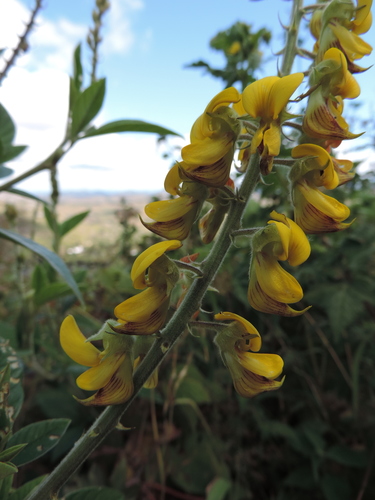 Crotalaria cleomifolia — photo