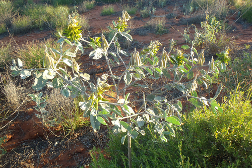 Crotalaria cunninghamii (Parrot Pea) — photo