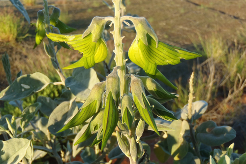 Crotalaria cunninghamii