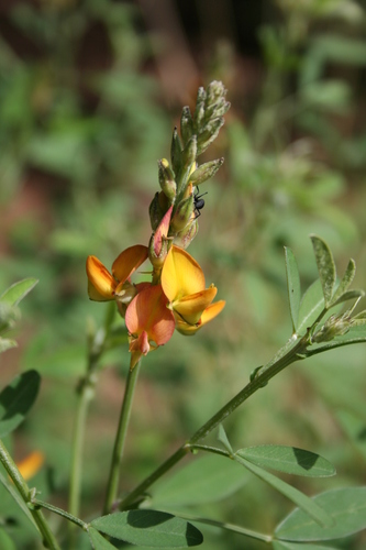 Crotalaria cylindrocarpa