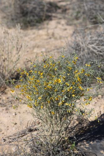 Crotalaria eremaea (Rattlepod) — photo