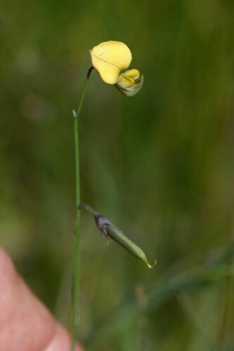 Crotalaria glauca
