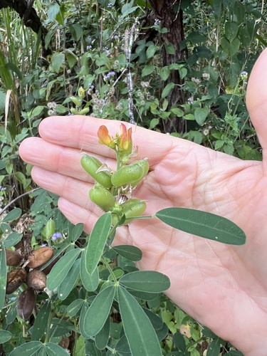 Crotalaria goreensis (Gambia pea) — photo
