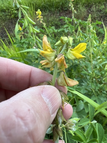 Crotalaria incana (Narrowleaf rattlepod) — photo