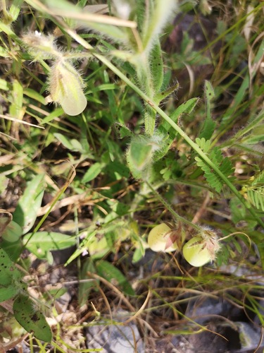 Crotalaria incana (Narrowleaf rattlepod) — photo