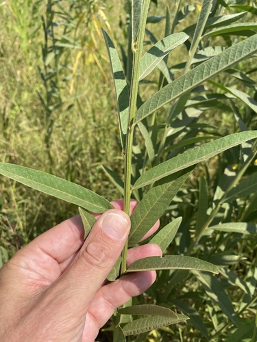 Crotalaria juncea (Sunhemp) — photo