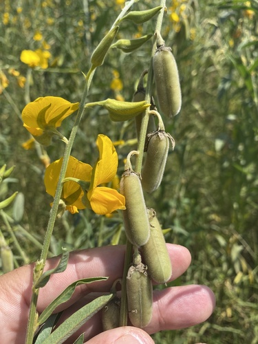 Crotalaria juncea (Sunhemp) — photo