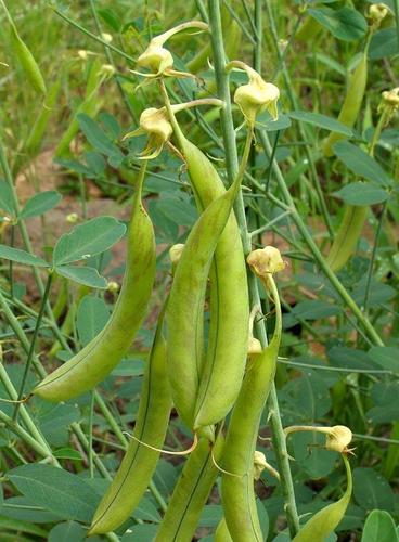 Crotalaria laburnifolia (Rattle-box) — photo
