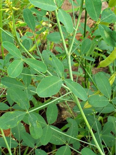 Crotalaria laburnifolia (Rattle-box) — photo