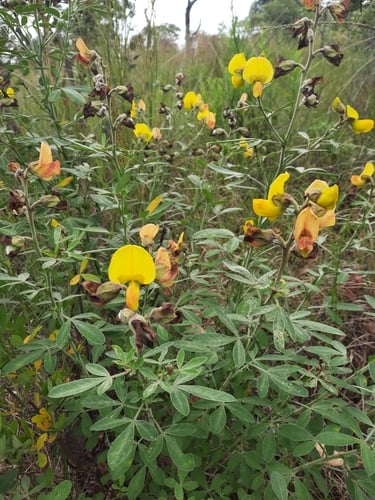 Crotalaria lachnophora