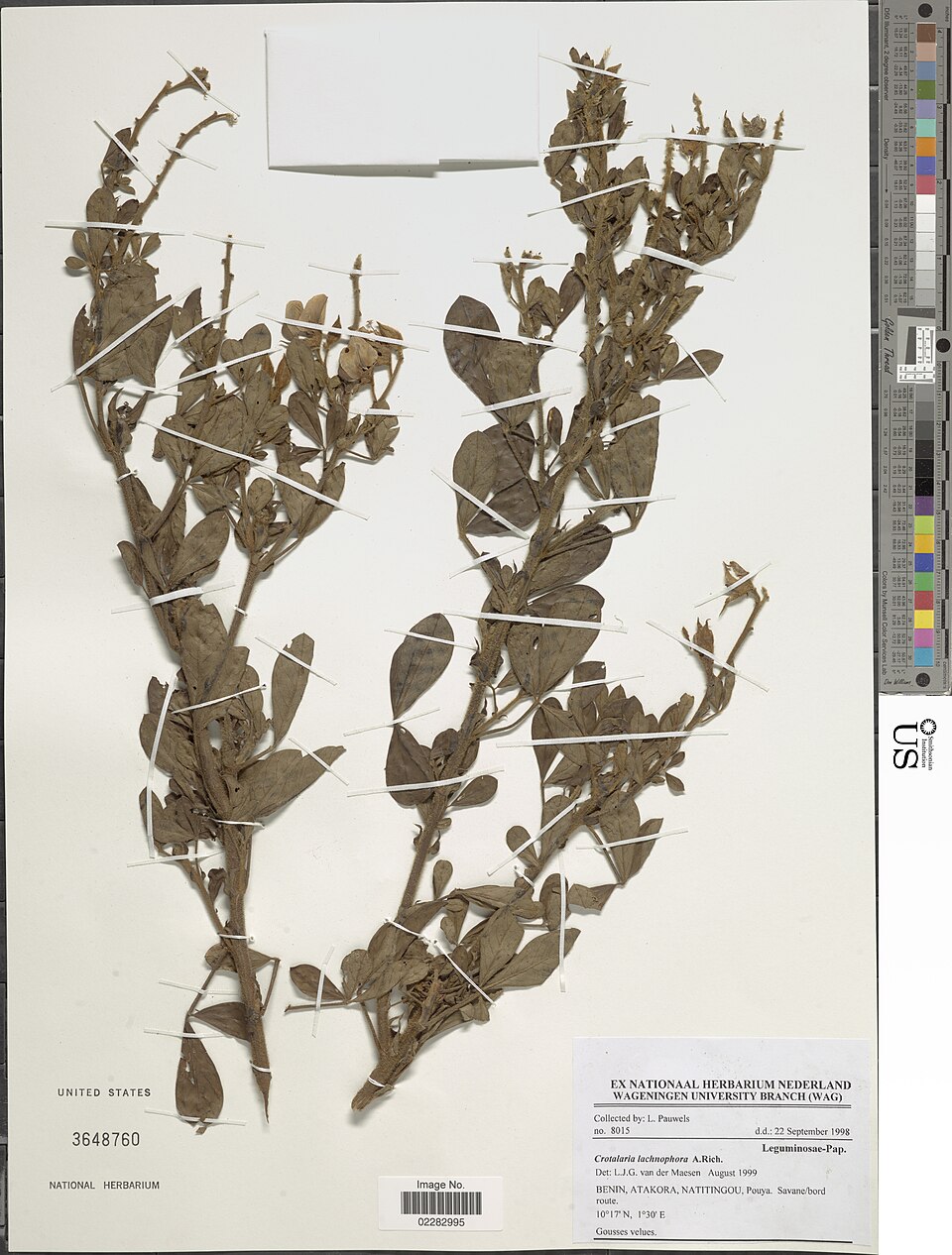 Crotalaria lachnophora — photo