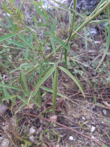 Crotalaria lanceolata (Twin-leaved rattle bush) — photo