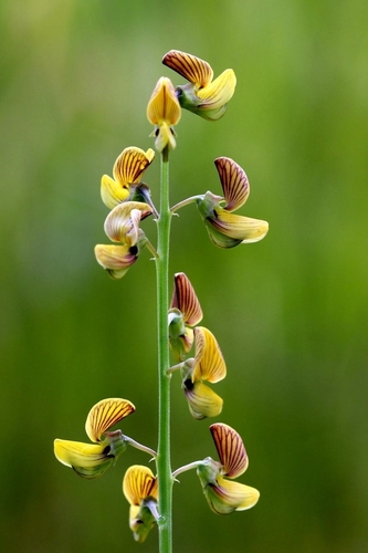 Crotalaria lanceolata