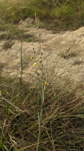 Crotalaria linifolia (Narrow leaf Rattlepod) — photo