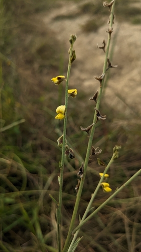 Crotalaria linifolia (Narrow leaf Rattlepod) — photo