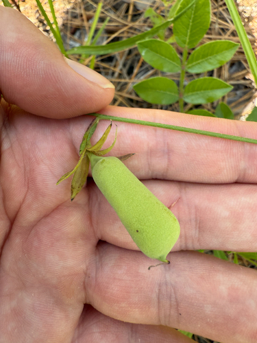 Crotalaria longipes