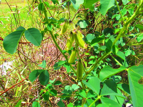 Crotalaria longirostrata (Long-beak rattlepod) — photo