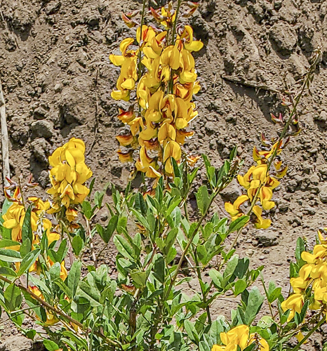 Crotalaria longirostrata