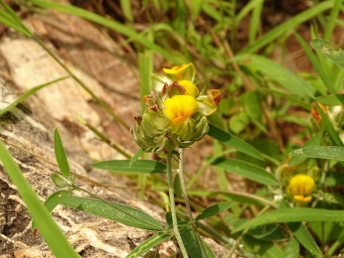 Crotalaria macrocalyx — photo