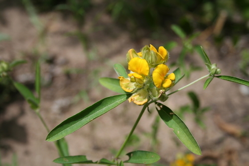 Crotalaria macrocalyx