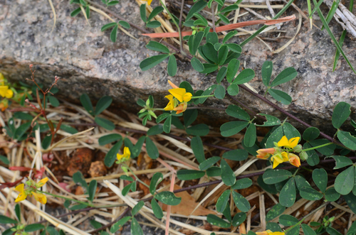 Crotalaria medicaginea — photo