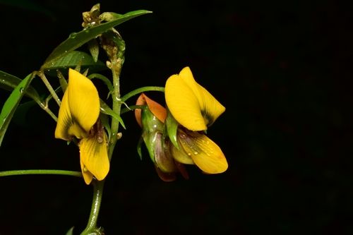 Crotalaria micans — photo