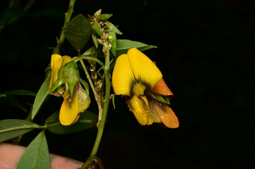 Crotalaria micans — photo