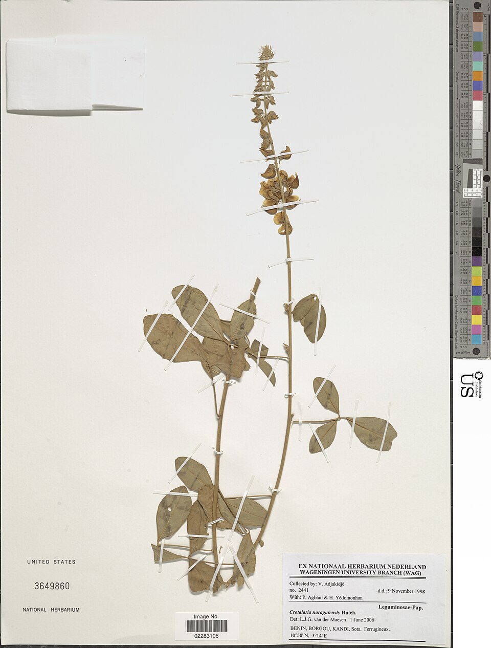 Crotalaria naragutensis — photo