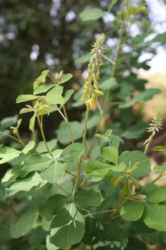 Crotalaria naragutensis